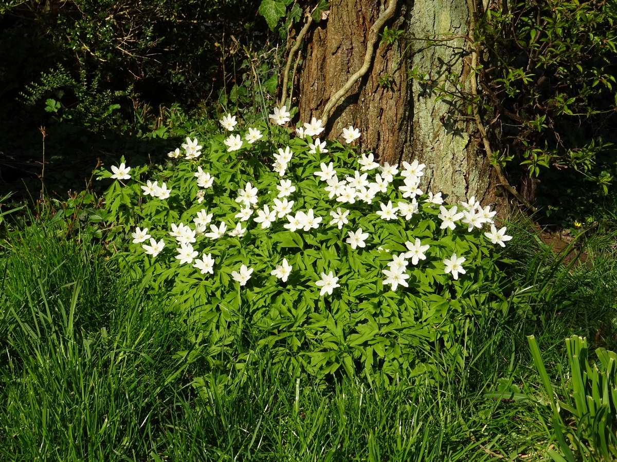 An�mone-sylvie, an�mone des bois