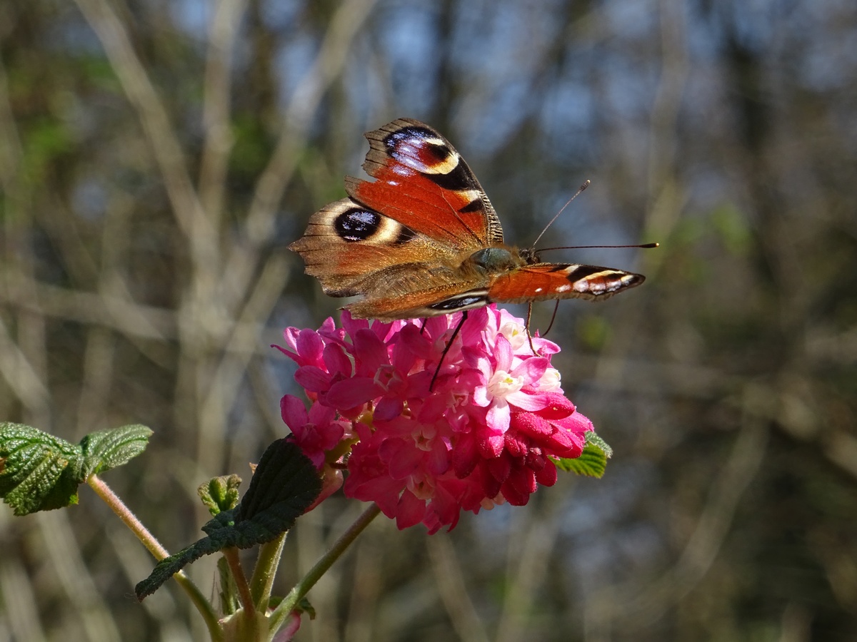 Papillon au printemps