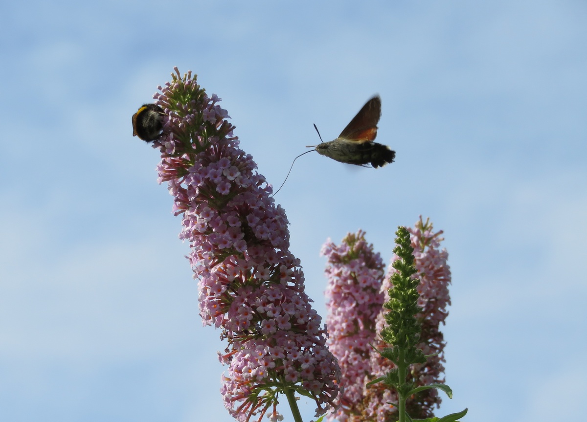 Papillon Moro-Sphinx