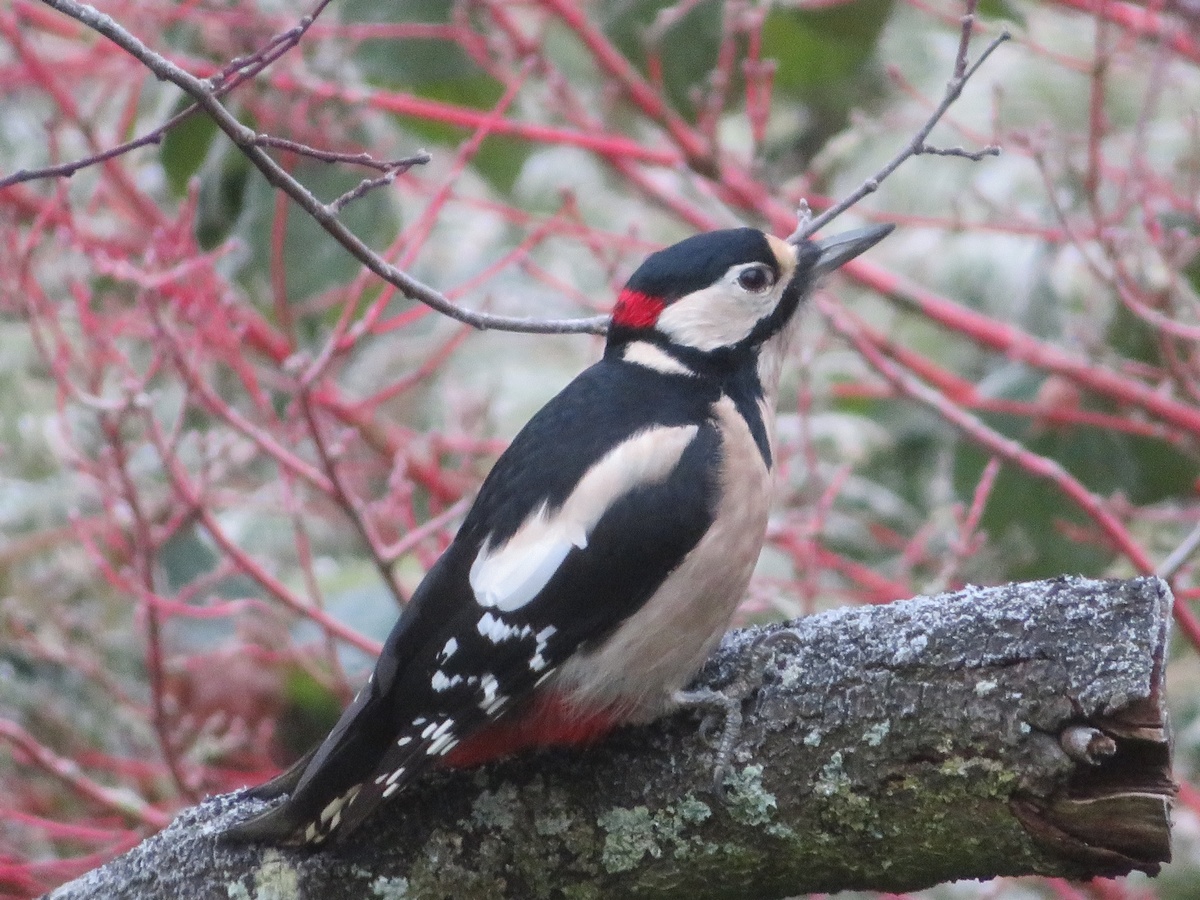 Pic �peiche m�le